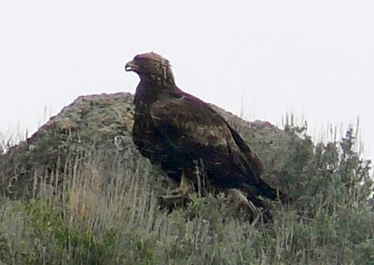 Goldrn Eagle.jpg - A majestic Golden Eagle was standing on the hillside. I expect he had caught his dinner.